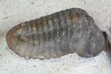 Four Trilobite Species In Association - Jorf, Morocco #138935-11